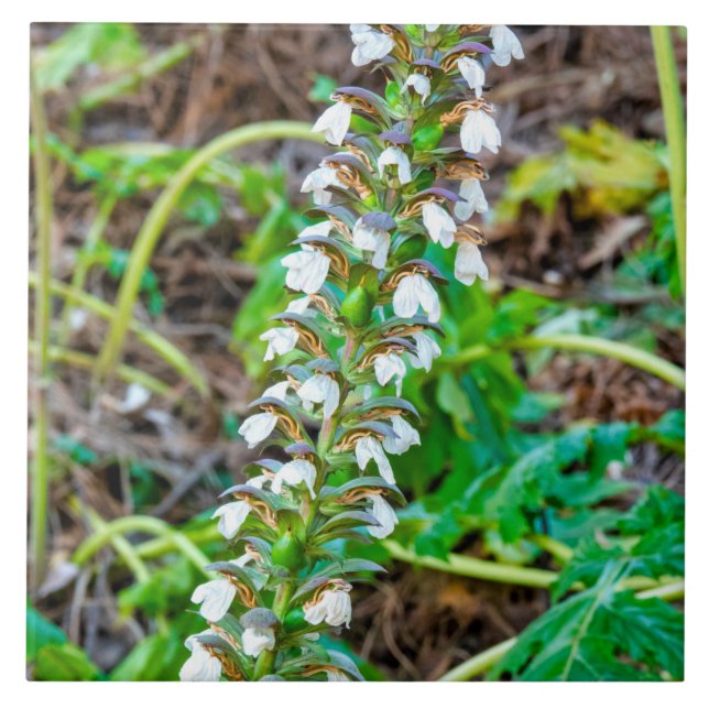Chupas de urso (Frente)