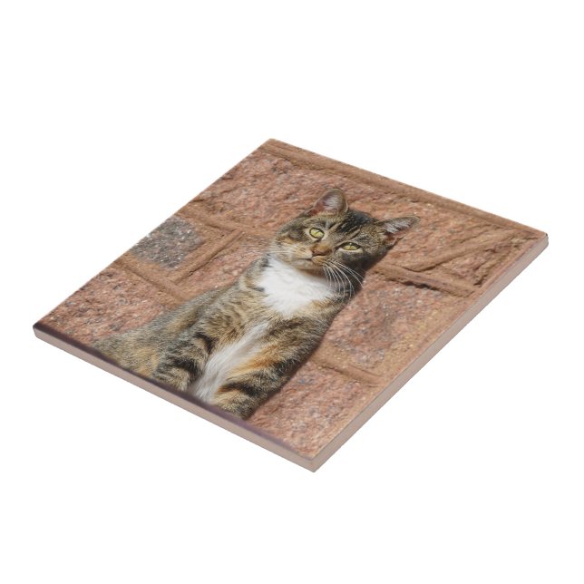 Church Cat (Lateral)