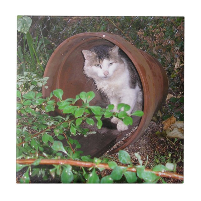 Chuva Cai Continuando Caindo Na Minha Cabeça! (Frente)