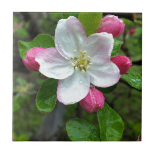 Chuva cai em flor pequena