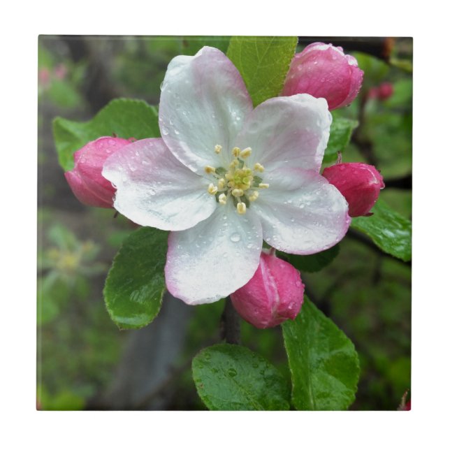 Chuva cai em flor pequena (Frente)
