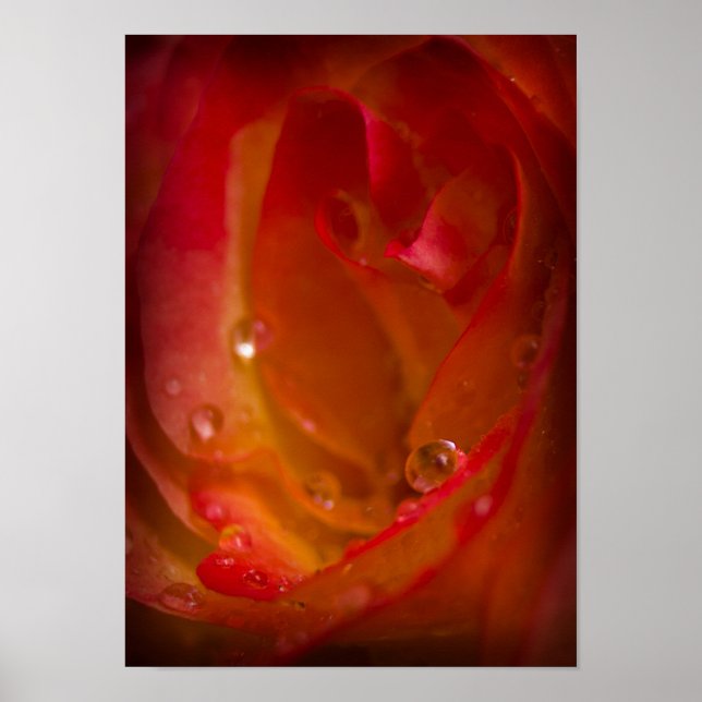 Chuva cai no Poster de Rosa 4 (Frente)