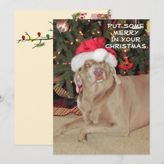 Chuva o Natal do Weimaraner (Frente/Verso)