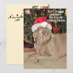 Chuva o Natal do Weimaraner