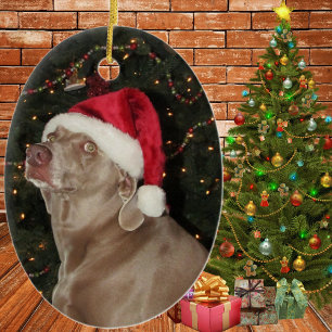 Chuva o Weimaraner - um Enfeites de natal