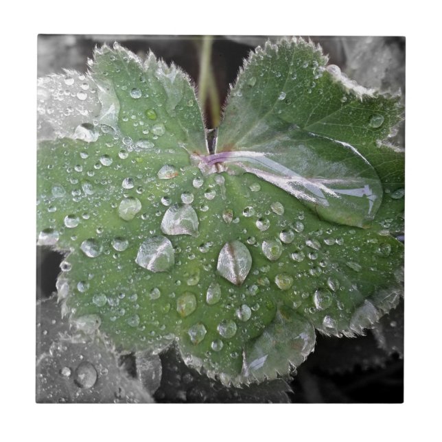 chuva pesada (Frente)