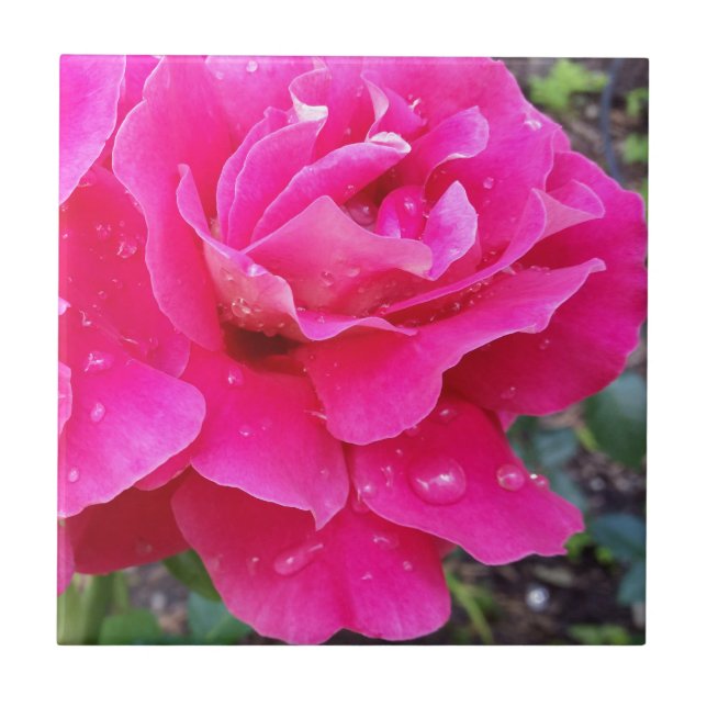 Chuva sobre pétalas (Frente)