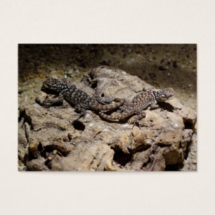 Cianogenys celoporus