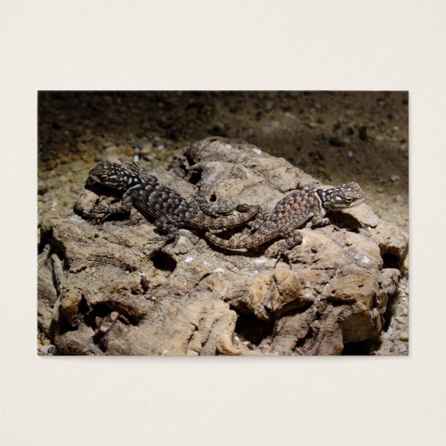 Cianogenys celoporus (Frente)