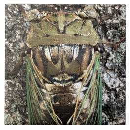 Cicada