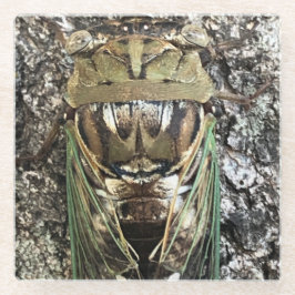 Cicada