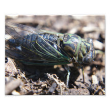 Cicada 8x10 Foto Impressão