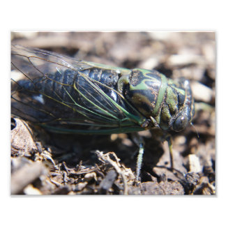 Cicada 8x10 Foto Impressão
