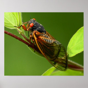 Cicada Impressão