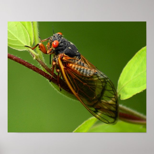 Cicada Impressão (Frente)