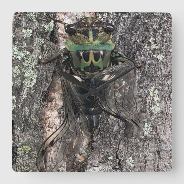 Cicada Relógio (Frente)