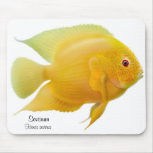 Cichlidae dourada Mousepad de Severum