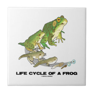 Ciclo de vida de um sapo (do ovo ao Tadpole ao