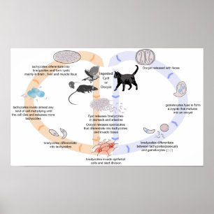 Ciclo de vida do diagrama do poster do gondii do