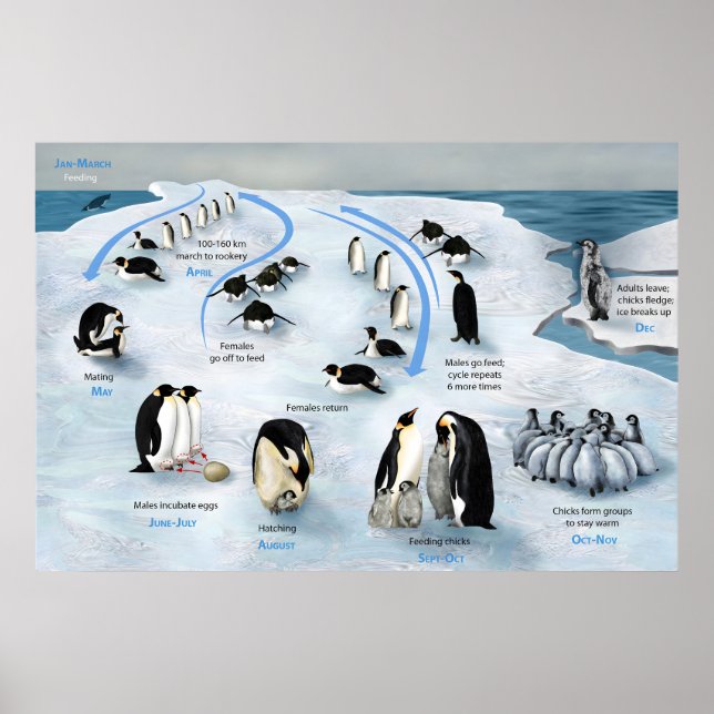 Ciclo de vida do Poster do Imperador Penguin (Frente)