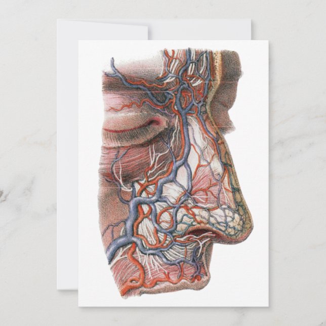 Ciência Antiga Anatomia Humana, Rosto com Nariz (Frente)