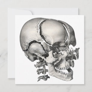 Ciência Vintage Anatomia Humana, Crânio Antigo
