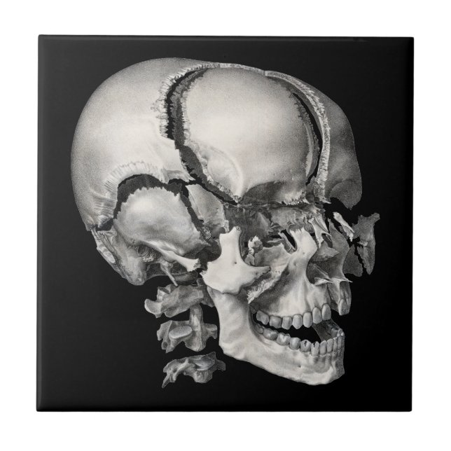 Ciência Vintage Anatomia Humana, Crânio Antigo (Frente)