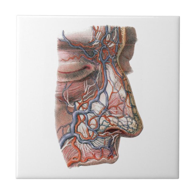 Ciência Vintage Anatomia Humana, Rosto com Nariz (Frente)
