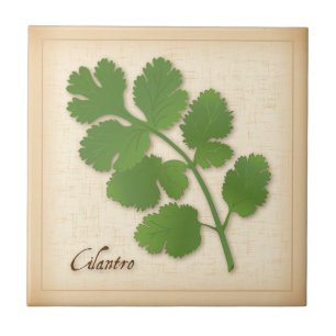 Cilantro Herb