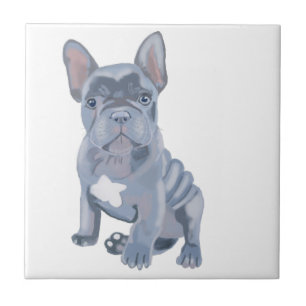 Cinza Azul Buldogue Francês