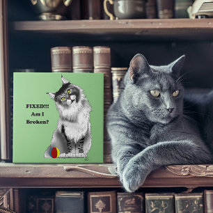 Cinza Engraçada Maine Coon Cat Fixo