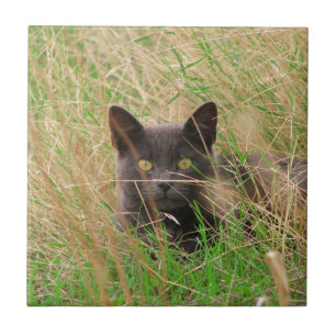Cinza Escuro, Gato, de Grama Alta