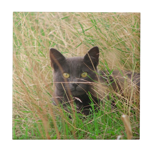 Cinza Escuro, Gato, de Grama Alta (Frente)