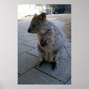Cinza Furry australiano Quokka, Poster