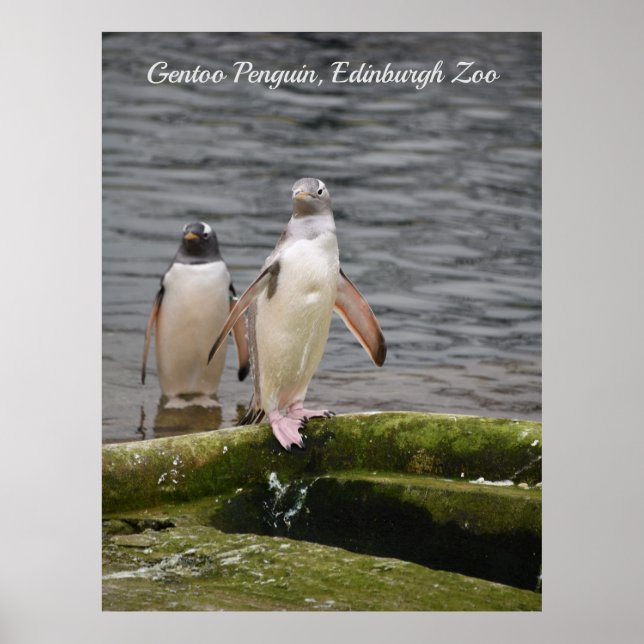 Cinza Gentoo Penguin Edinburgh Zoo Scotland Poster (Frente)