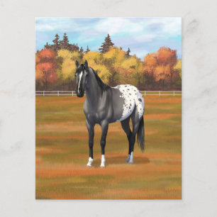 Cinza Grulla Appaloosa Quarter Horse Stallion