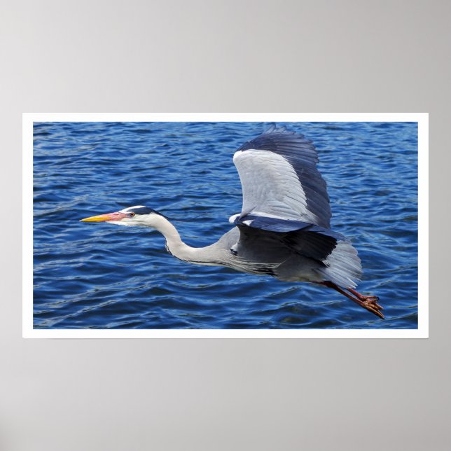 Cinza Heron em Voo Poster (Frente)