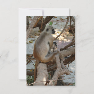 Cinza Langur - Descanse