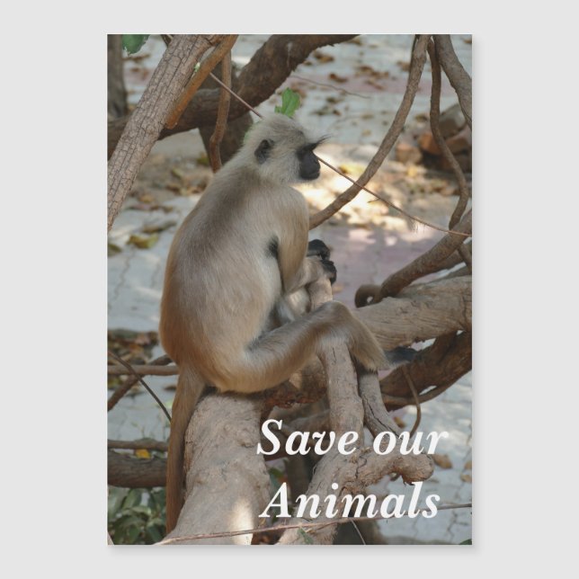 Cinza Langur - Descanse (Frente)