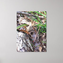 Cinza Morel na Canvas