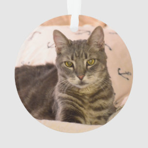 cinza por ornamento de gato