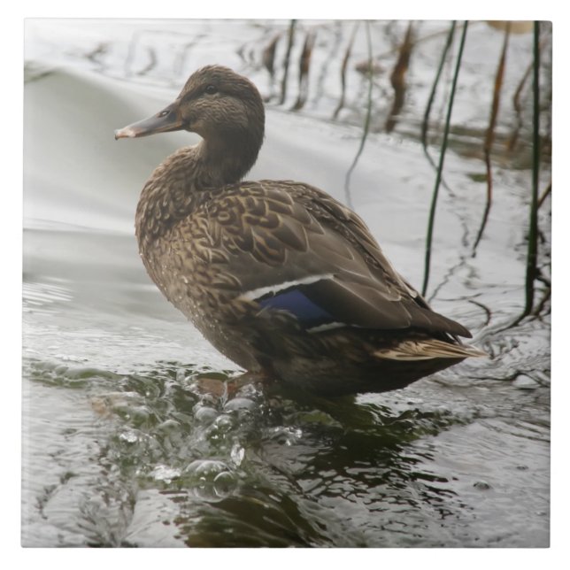 Cinza se abaixa no lago escuro (Frente)
