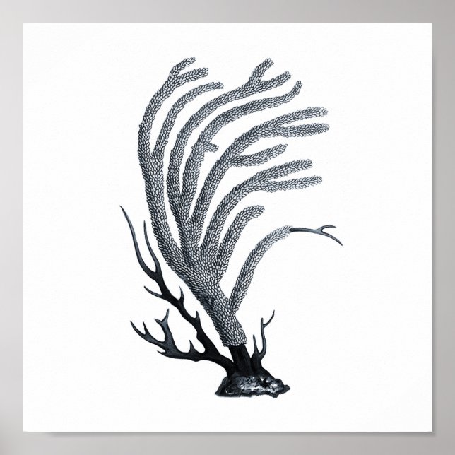 Cinza Sealife 12A Impressão nº 11 Coral marinho (Frente)