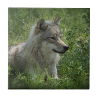 Cinza Solitária Wolfs Cinzas Lobos Foto Real