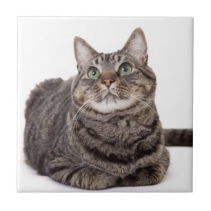 Cinza Tabby Cat