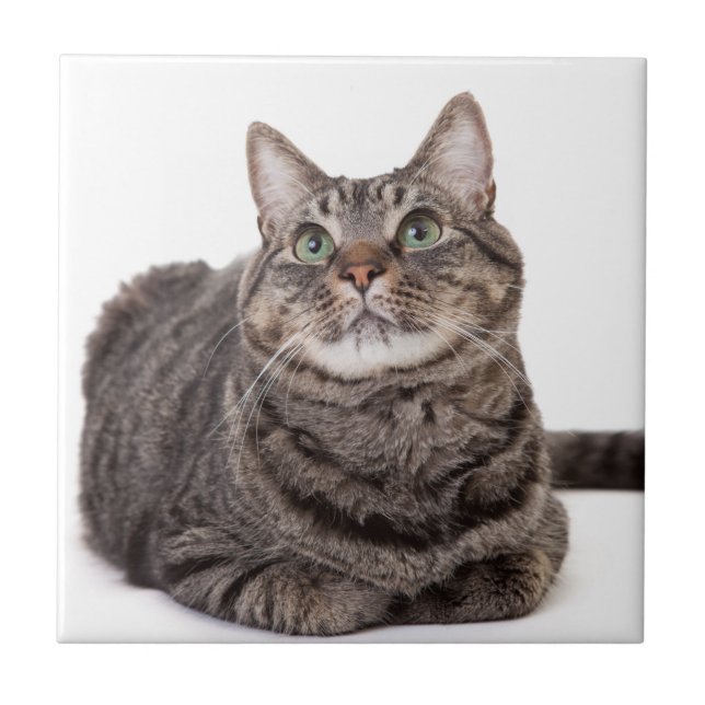 Cinza Tabby Cat (Frente)