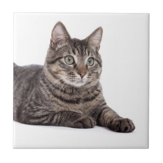 Cinza Tabby Cat