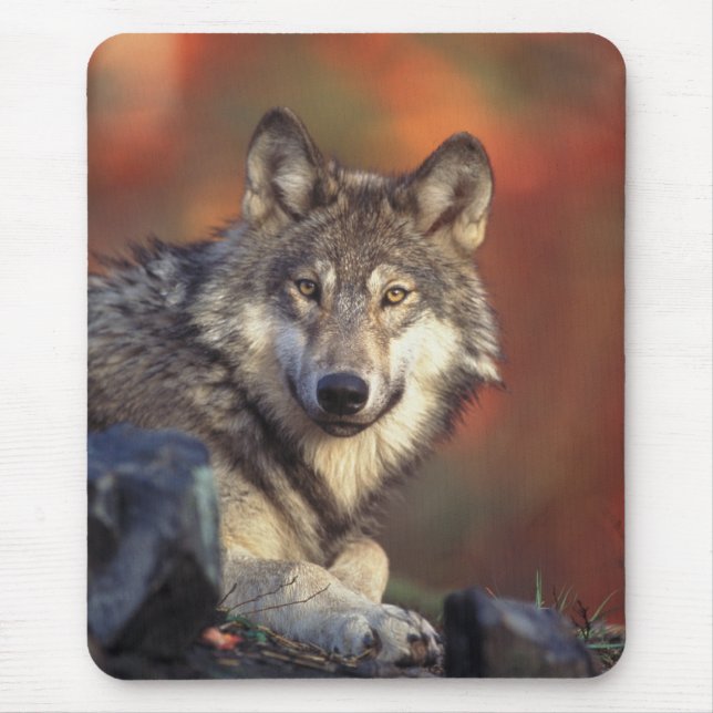 Cinza Wolf Mousepad (Frente)
