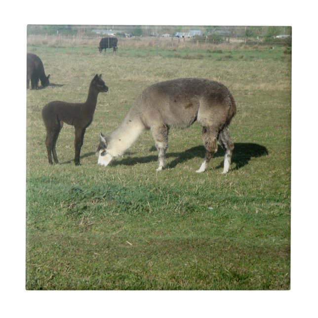 Cinzas Prateadas Alpaca e Cria (Frente)