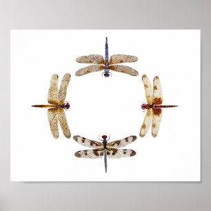 Círculo de Dragonflies Poster III